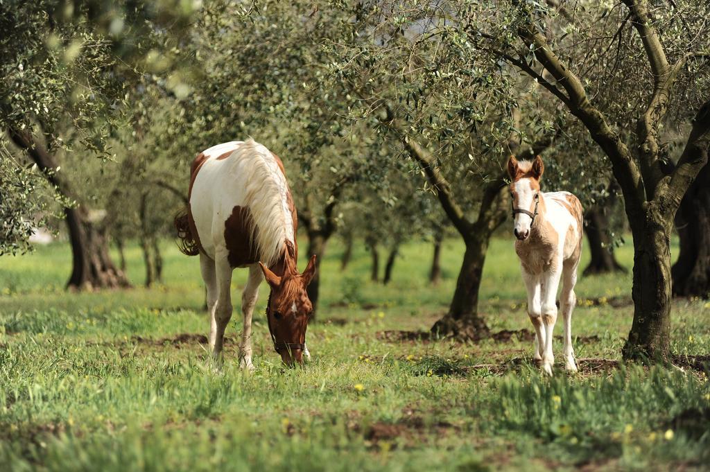 Agriturismo Frantoio Mafrica Limbadi Eksteriør billede